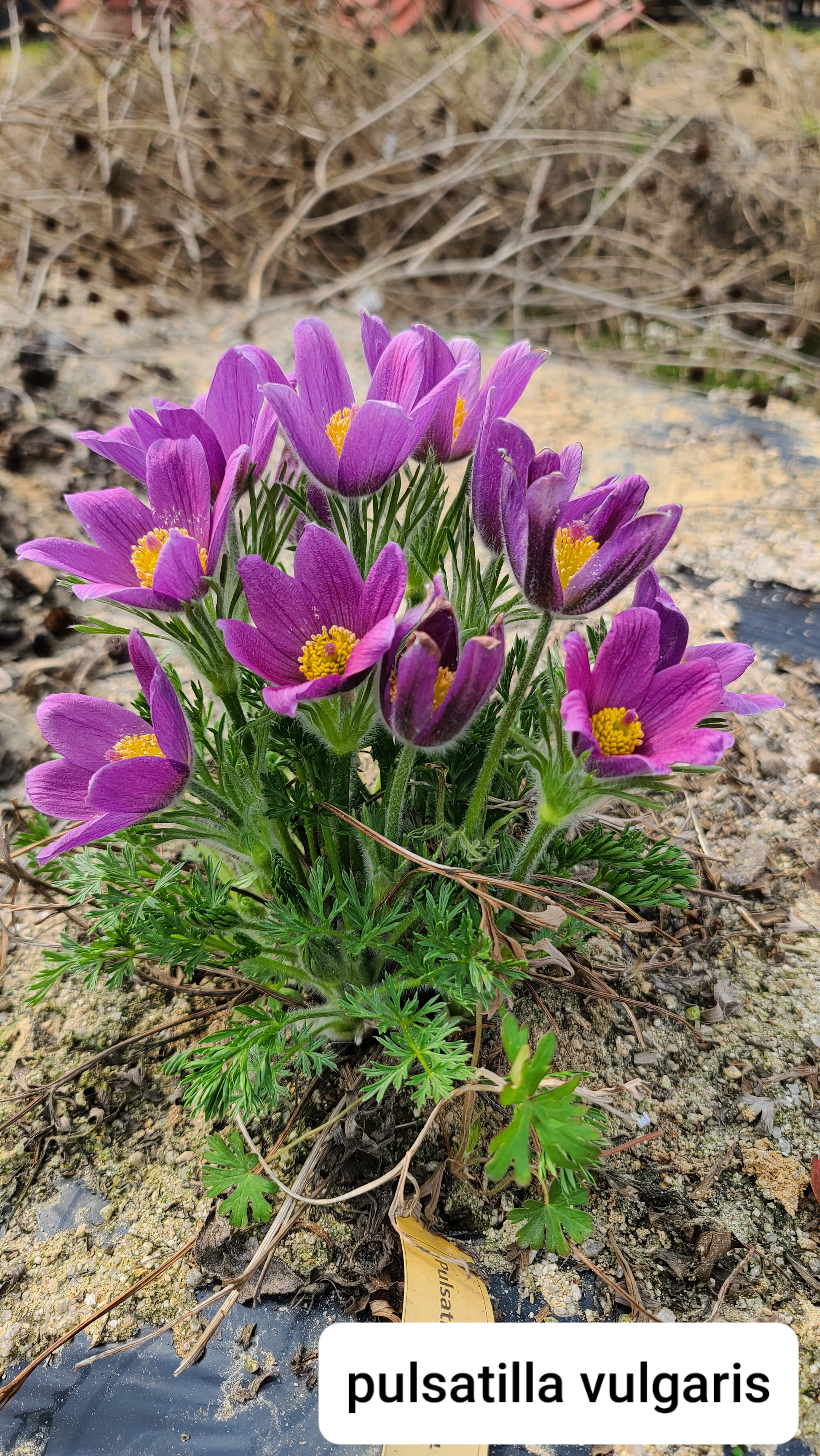 Pulsatilla vulgaris Violet